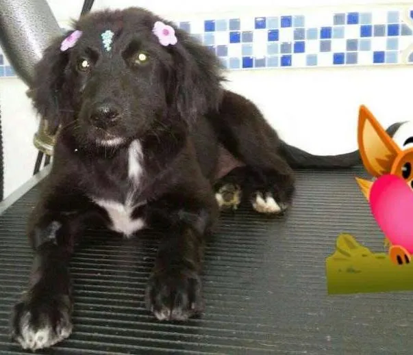 Cachorro ra a  idade 2 a 6 meses nome Hanna