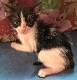 Gato raça srd idade Abaixo de 2 meses nome mixirica