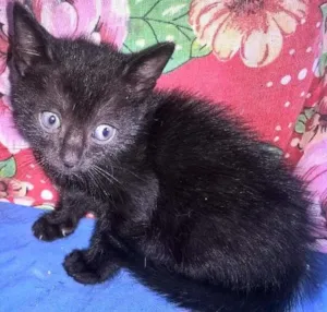 Gato raça srd idade Abaixo de 2 meses nome morango