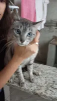 Gata de 1 ano