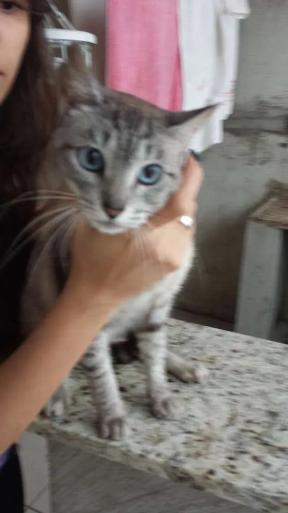 Gato ra a Não  identificada idade 1 ano nome Gata de 1 ano
