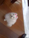 mel