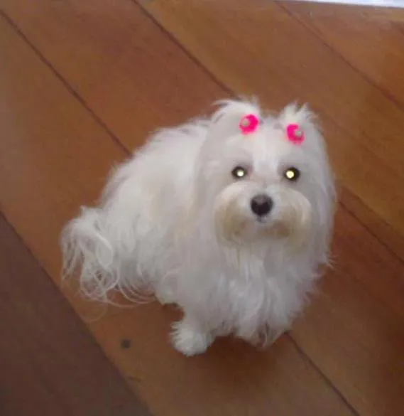 Cachorro ra a Maltês idade 6 ou mais anos nome mel