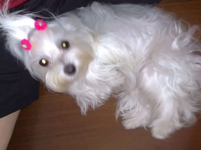 Cachorro ra a Maltês idade 6 ou mais anos nome mel
