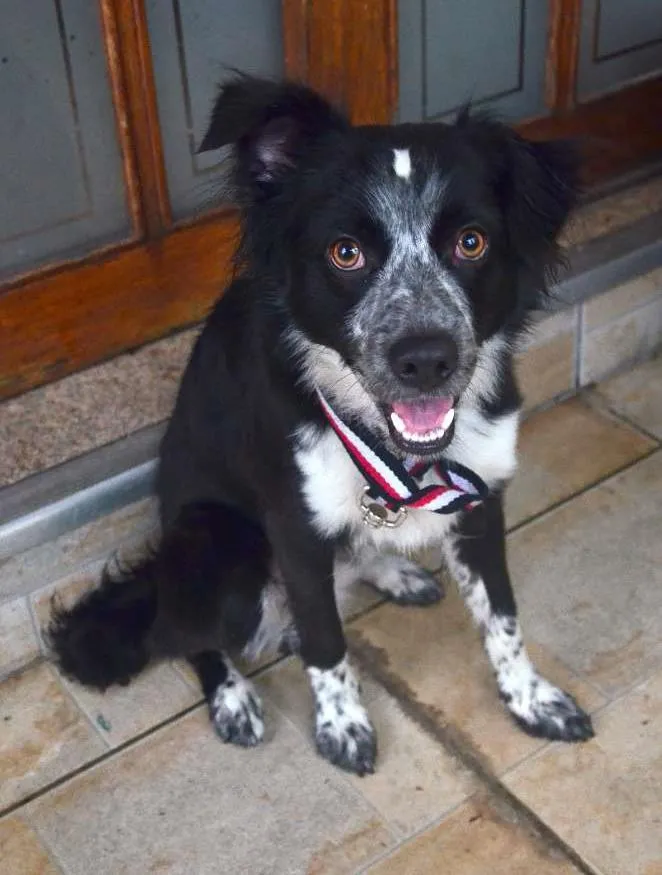 Cachorro ra a "Border Collie" idade 7 a 11 meses nome Gibinha