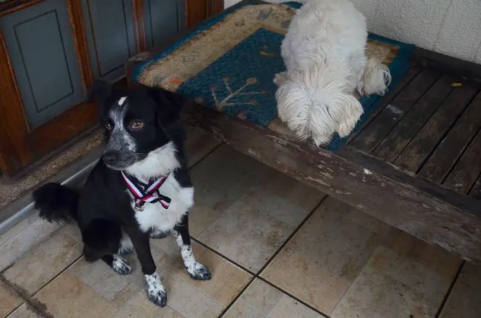 Cachorro ra a "Border Collie" idade 7 a 11 meses nome Gibinha