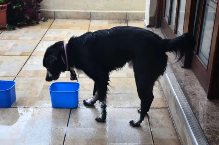 Cachorro ra a "Border Collie" idade 7 a 11 meses nome Gibinha