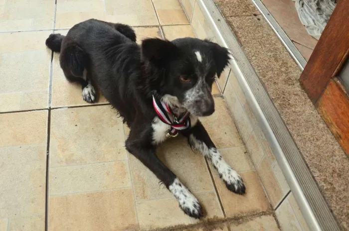 Cachorro ra a "Border Collie" idade 7 a 11 meses nome Gibinha
