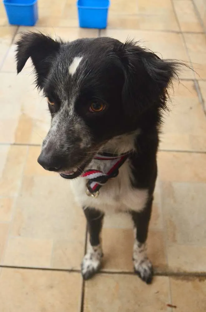 Cachorro ra a "Border Collie" idade 7 a 11 meses nome Gibinha