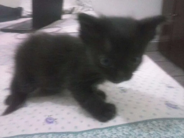 Gato ra a SRD idade Abaixo de 2 meses nome FILHOTES