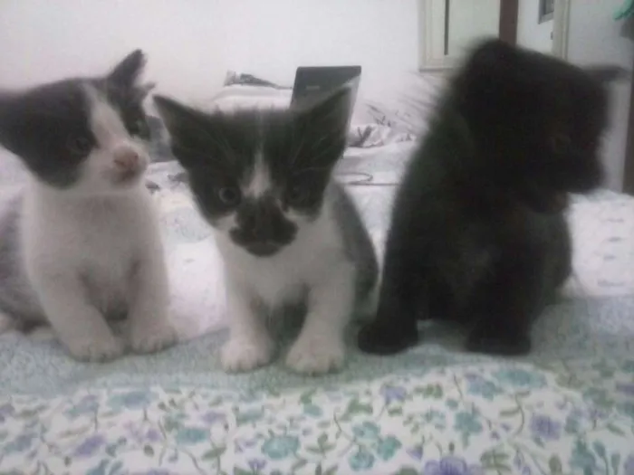 Gato ra a SRD idade Abaixo de 2 meses nome FILHOTES