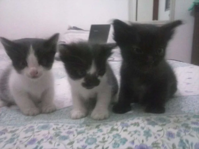 Gato ra a SRD idade Abaixo de 2 meses nome FILHOTES