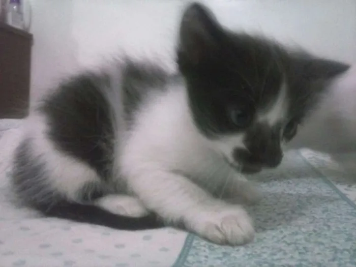 Gato ra a SRD idade Abaixo de 2 meses nome FILHOTES