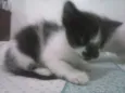 FILHOTES
