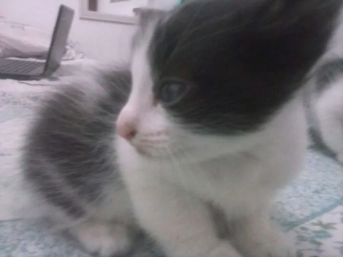 Gato ra a SRD idade Abaixo de 2 meses nome FILHOTES