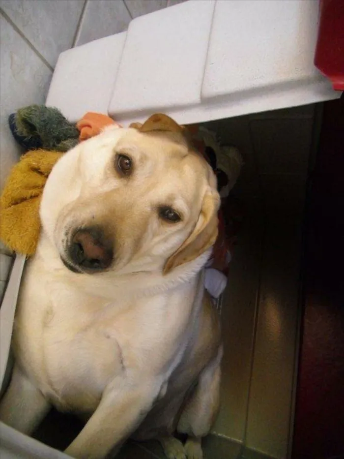 Cachorro ra a Labradora idade 6 ou mais anos nome Calinca