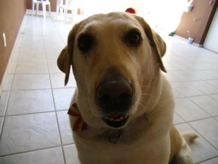 Cachorro ra a Labradora idade 6 ou mais anos nome Calinca