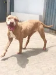 CAPITU