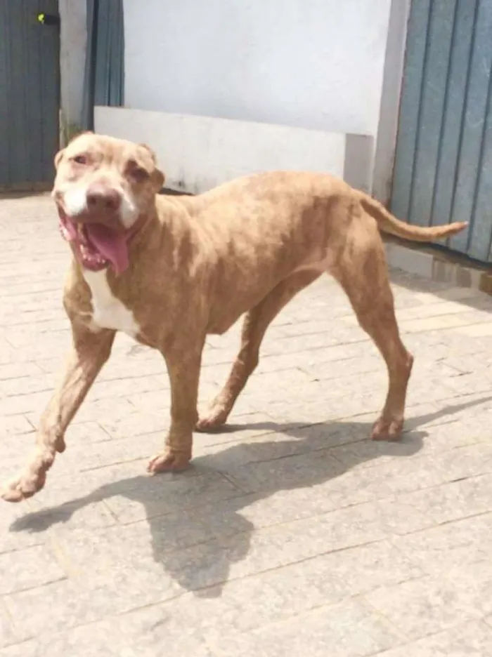 Cachorro ra a Pit-Bull idade 4 anos nome CAPITU