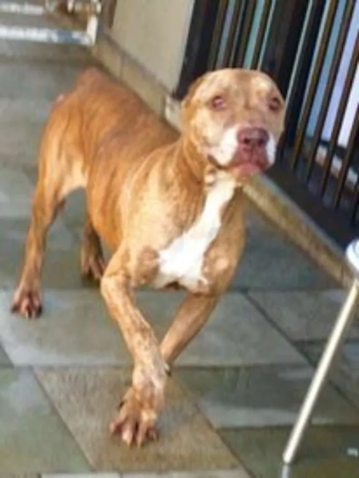 Cachorro ra a Pit-Bull idade 4 anos nome CAPITU