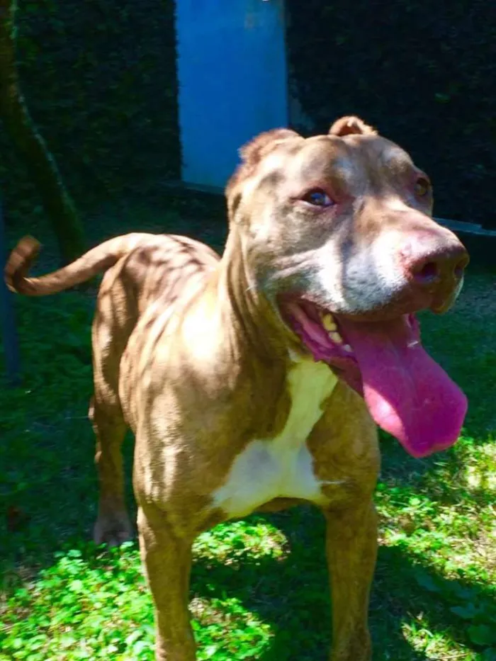 Cachorro ra a Pit-Bull idade 4 anos nome CAPITU