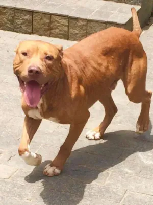 Cachorro raça Pit-Bull idade 2 anos nome ZEUS