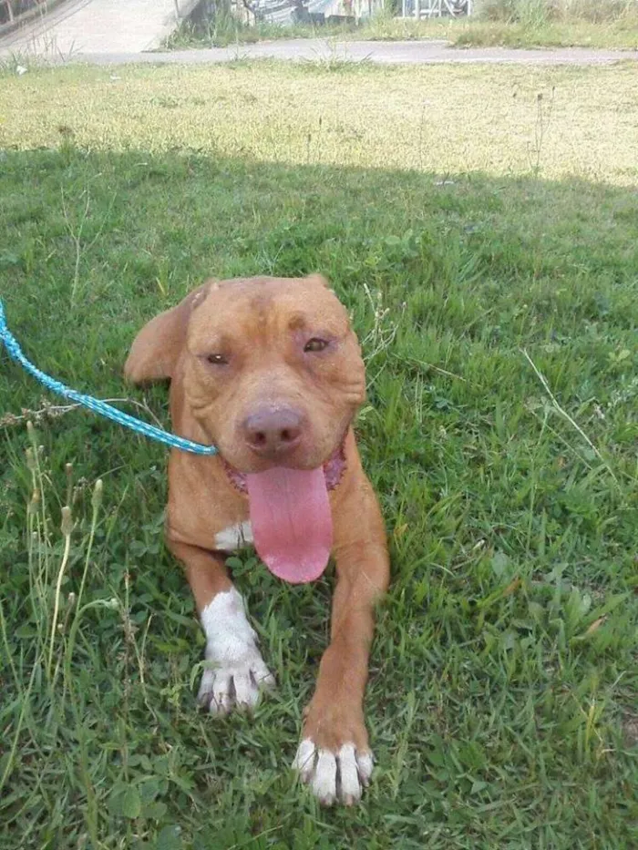 Cachorro ra a Pit-Bull idade 2 anos nome ZEUS