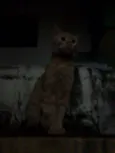 Amigo