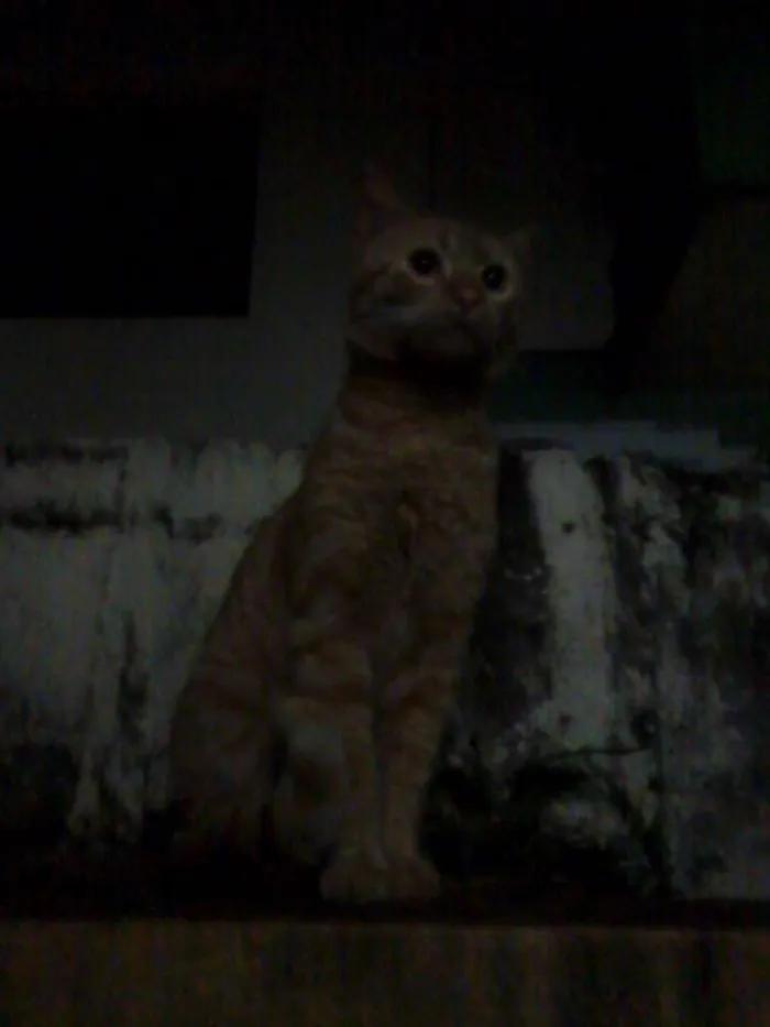 Gato ra a  idade 2 a 6 meses nome Amigo