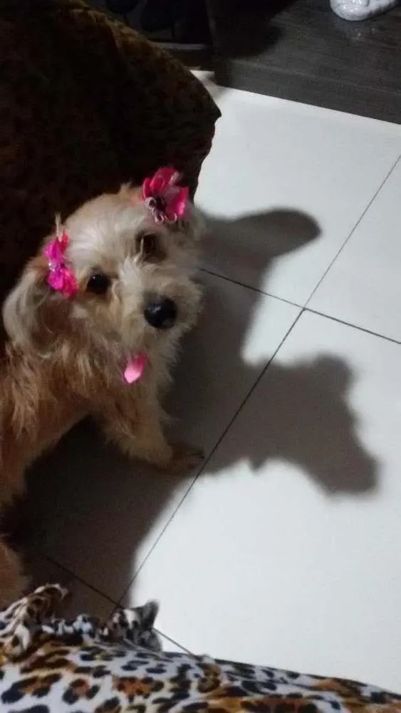 Cachorro ra a Srd idade 1 ano nome Cristal