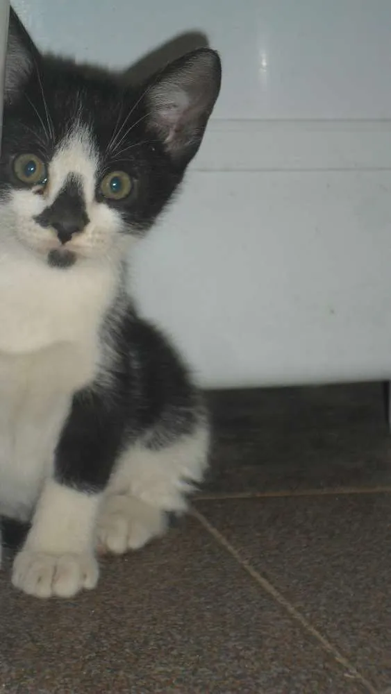 Gato ra a SRD idade 2 a 6 meses nome Peludinhos