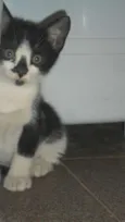 Peludinhos