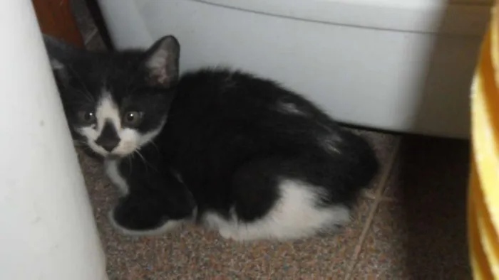 Gato ra a SRD idade 2 a 6 meses nome Peludinhos