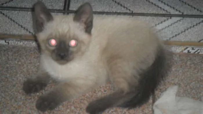 Gato ra a SRD idade 2 a 6 meses nome Peludinhos