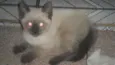 Peludinhos