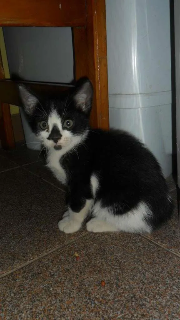 Gato ra a SRD idade 2 a 6 meses nome Peludinhos