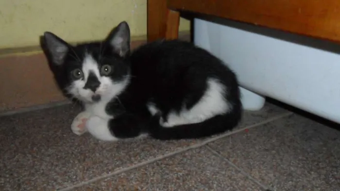 Gato ra a SRD idade 2 a 6 meses nome Peludinhos
