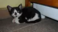 Peludinhos