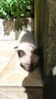 Peludinhos