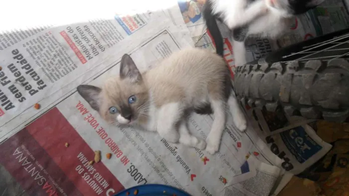 Gato ra a SRD idade 2 a 6 meses nome Peludinhos