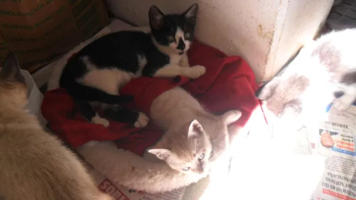Gato ra a SRD idade 2 a 6 meses nome Peludinhos