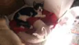Peludinhos