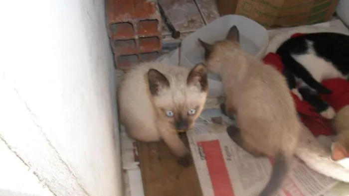 Gato ra a SRD idade 2 a 6 meses nome Peludinhos