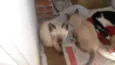 Peludinhos