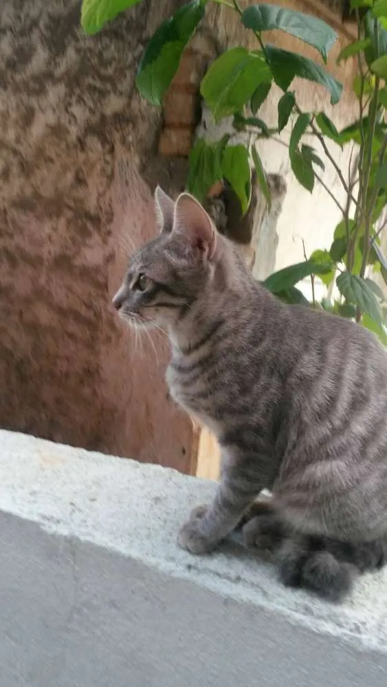 Gato ra a  idade 1 ano nome NINA