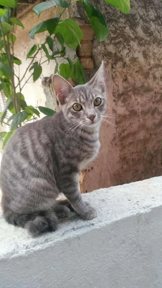 Gato ra a  idade 1 ano nome NINA