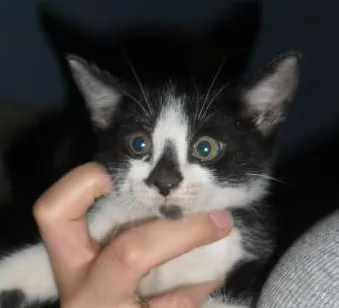 Gato ra a SRD idade 2 a 6 meses nome Peludinhos