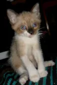 Peludinhos