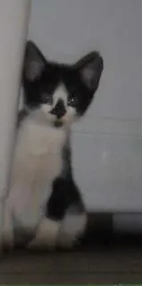 Gato ra a SRD idade 2 a 6 meses nome Peludinhos