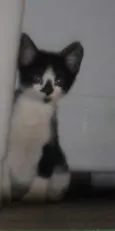Peludinhos